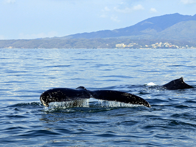 Whalewatching in Puerto Vallarta by Kaye Oberstar